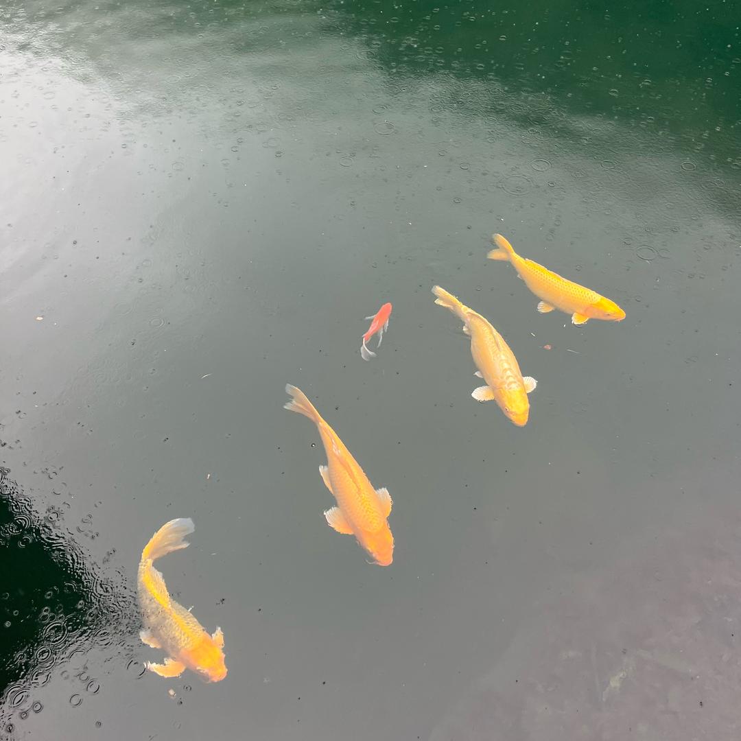 ᴹ