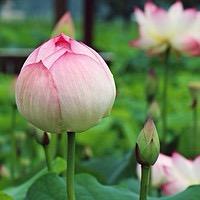 青空栀浅微剧吧