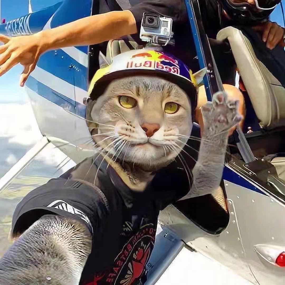 猫豆鹰