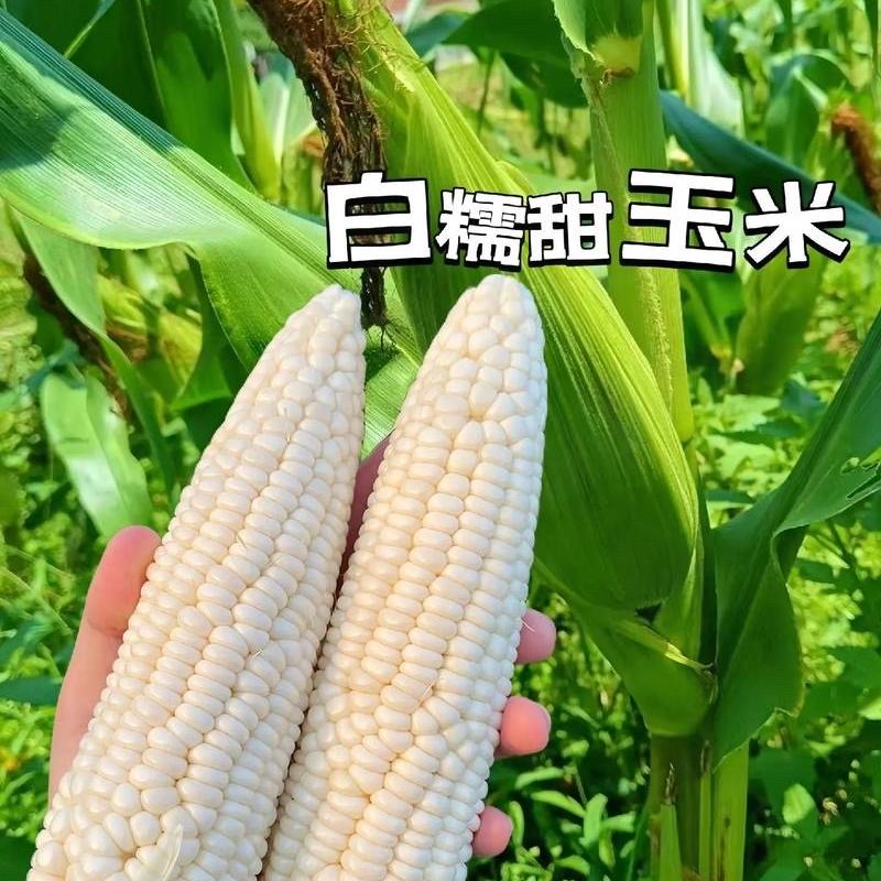 川渝果蔬农业仓