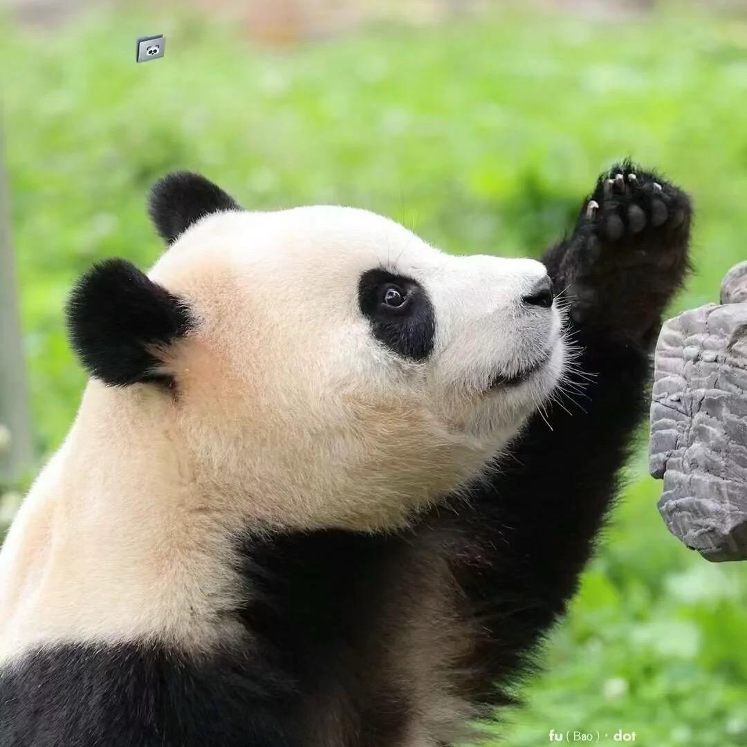 萌萌熊心