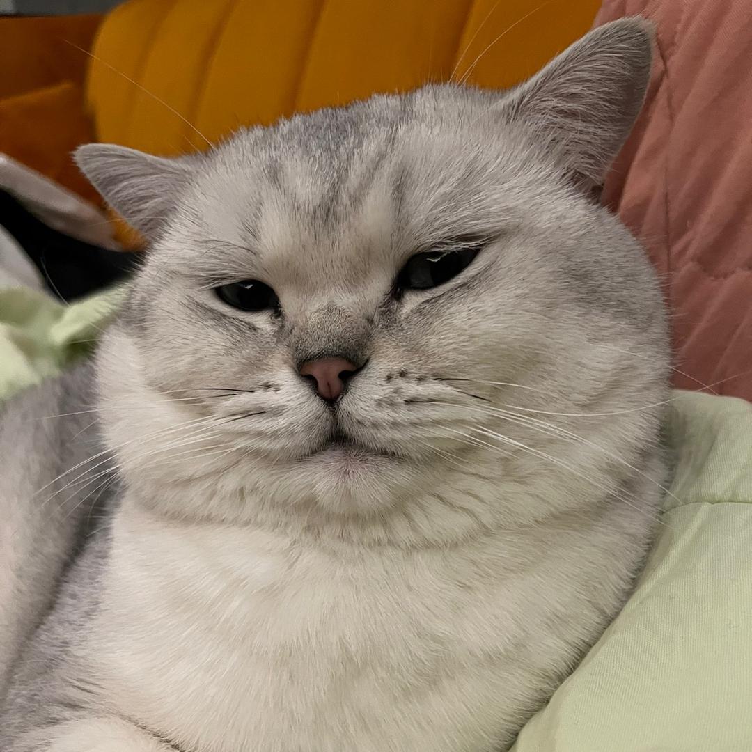 猫拉个咪