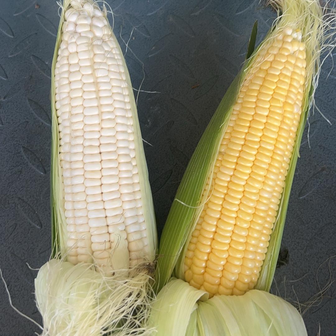 漯河万邦 六哥鲜食玉米直销