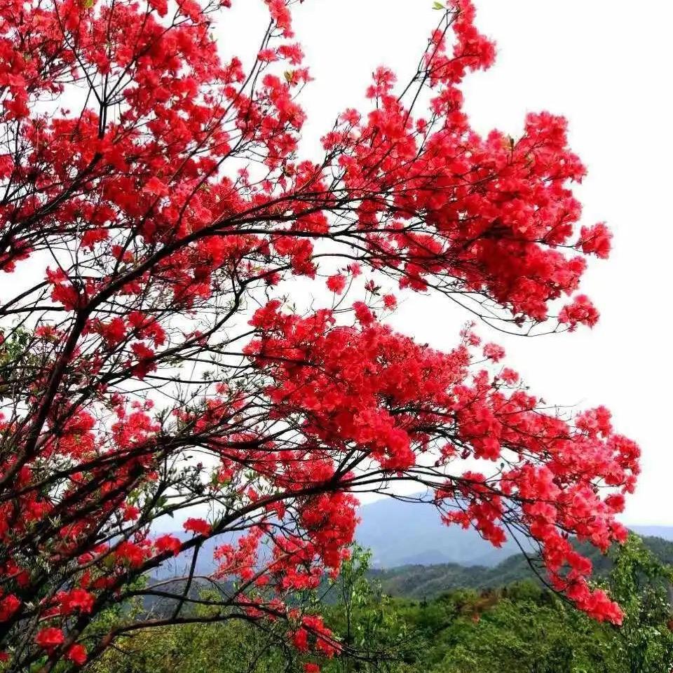 小丁绿植