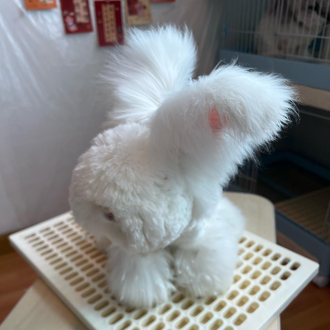 半只小兔崽家的安哥拉