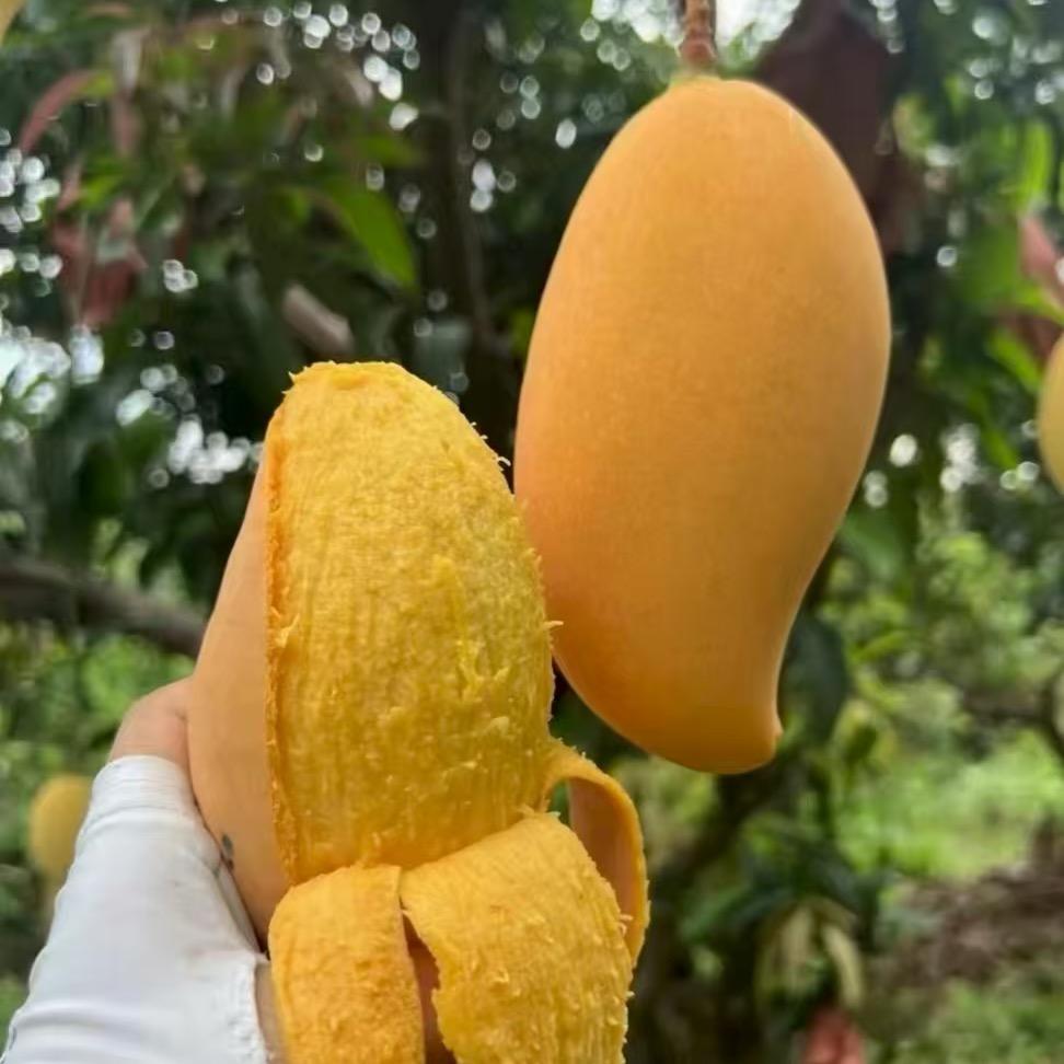 云南高山🥭鹰嘴芒