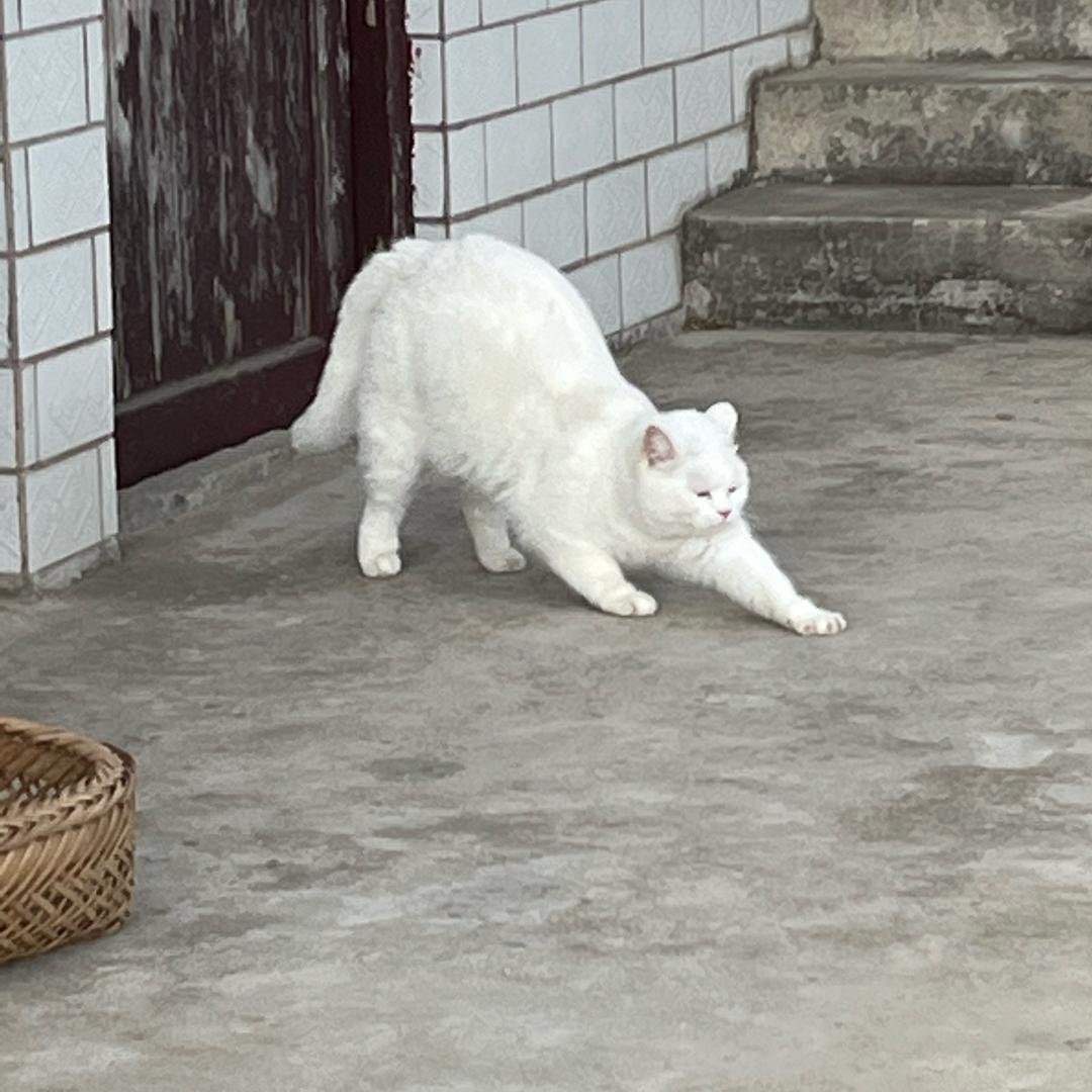 呀