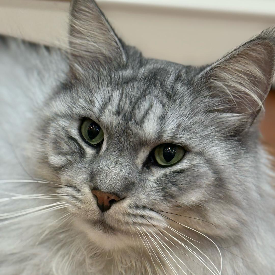 一只胆固醇高的猫