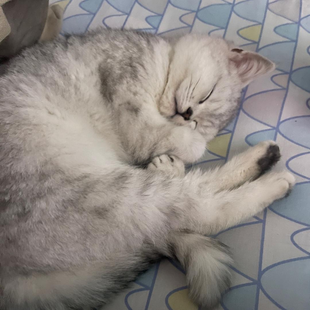小呀小呀小气球。