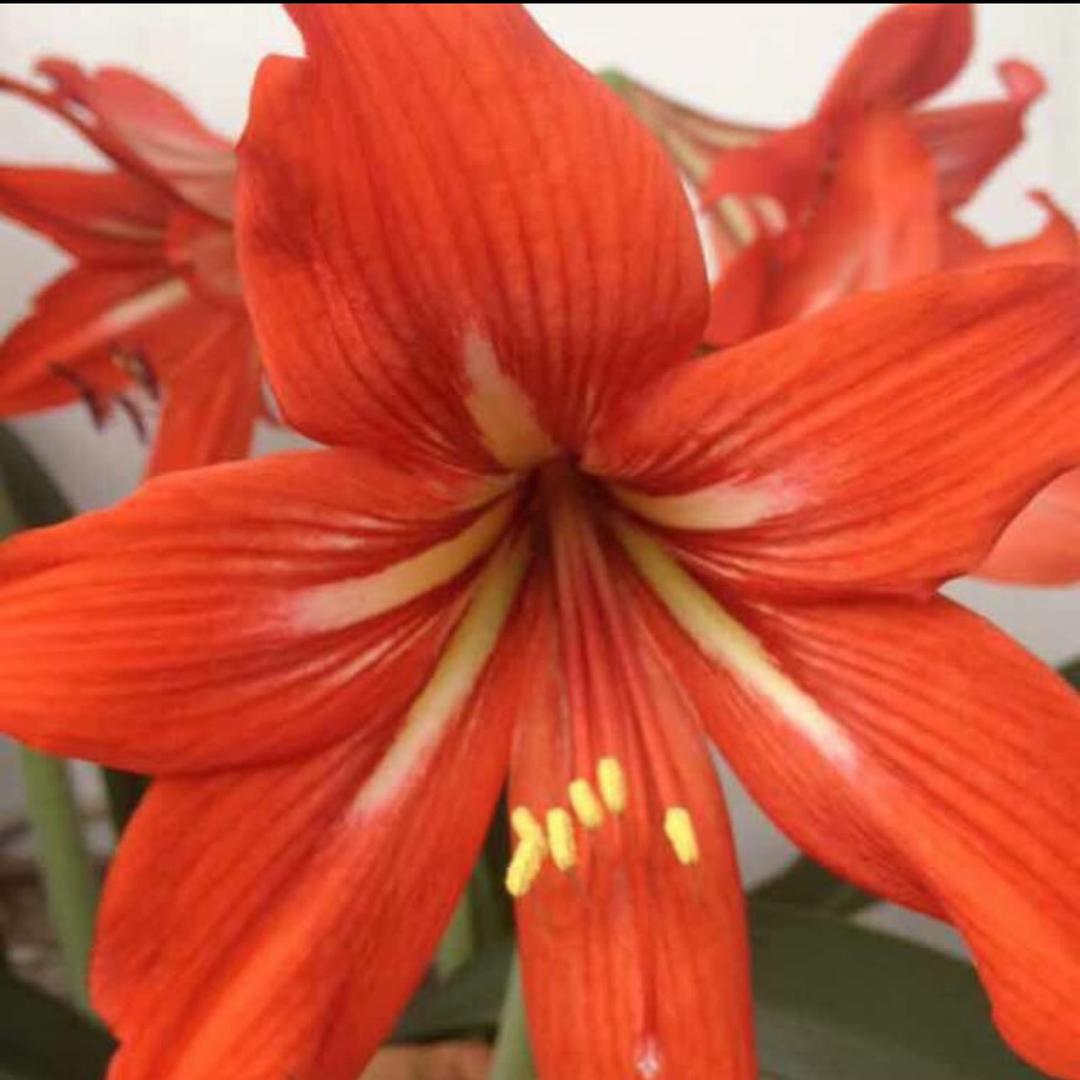 淡漠