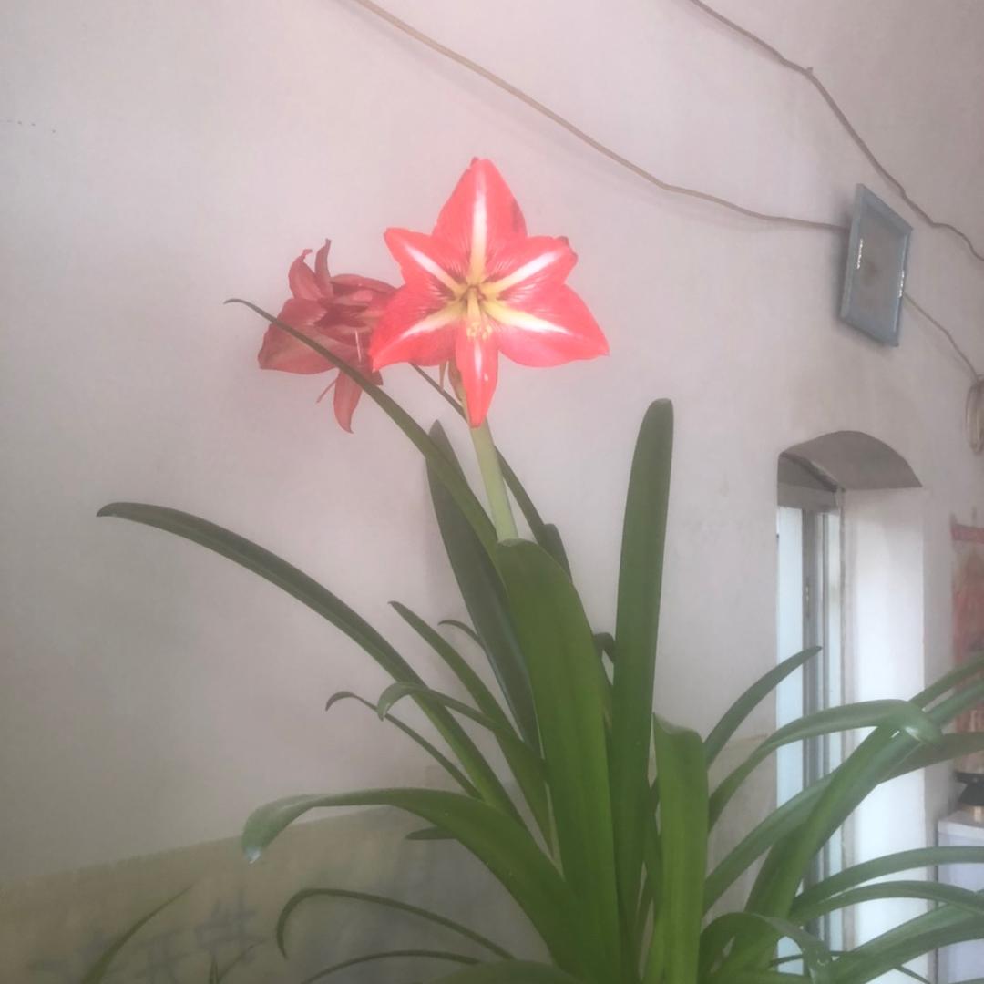 李玉芹