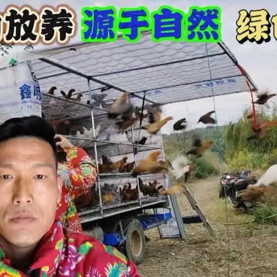东海县石榴街道新丰蛋鸭养殖场