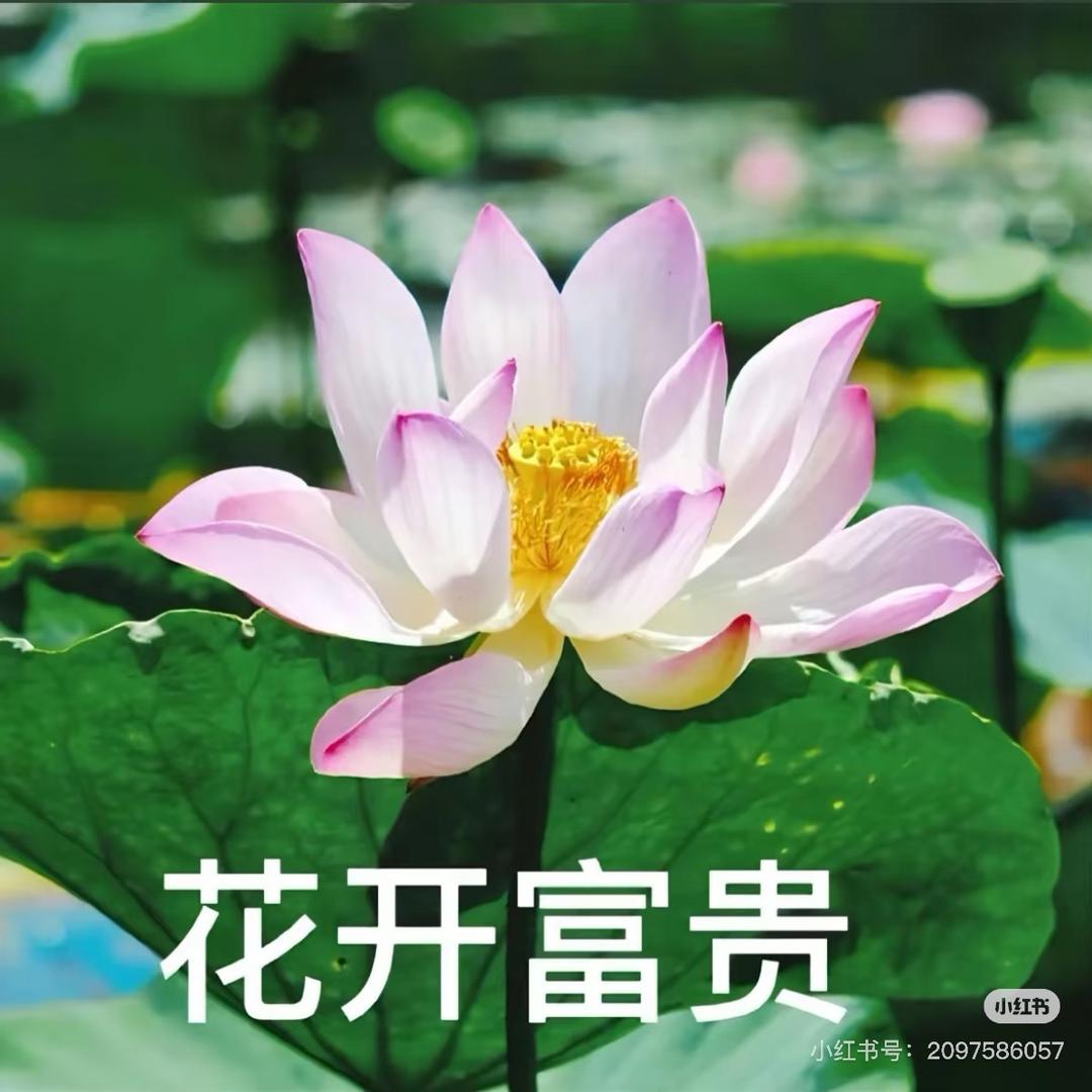 夕阳红