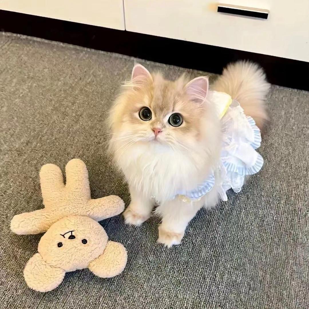 砂糖·🎀·