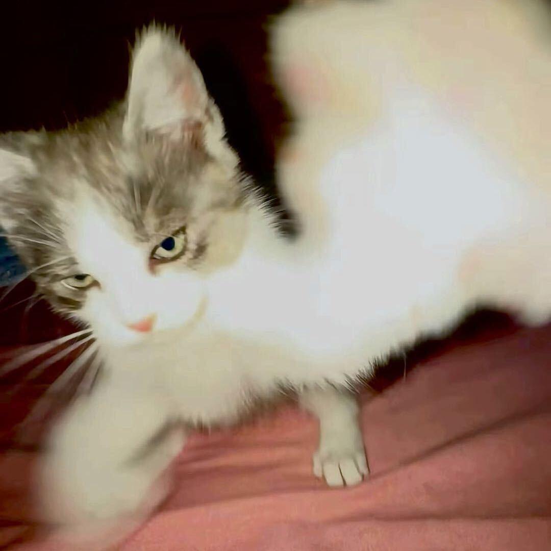 小狗就要吃巧克力