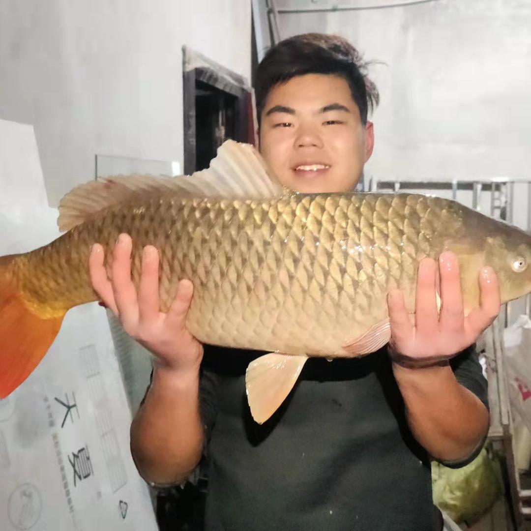 小焦户外飞盘撒网