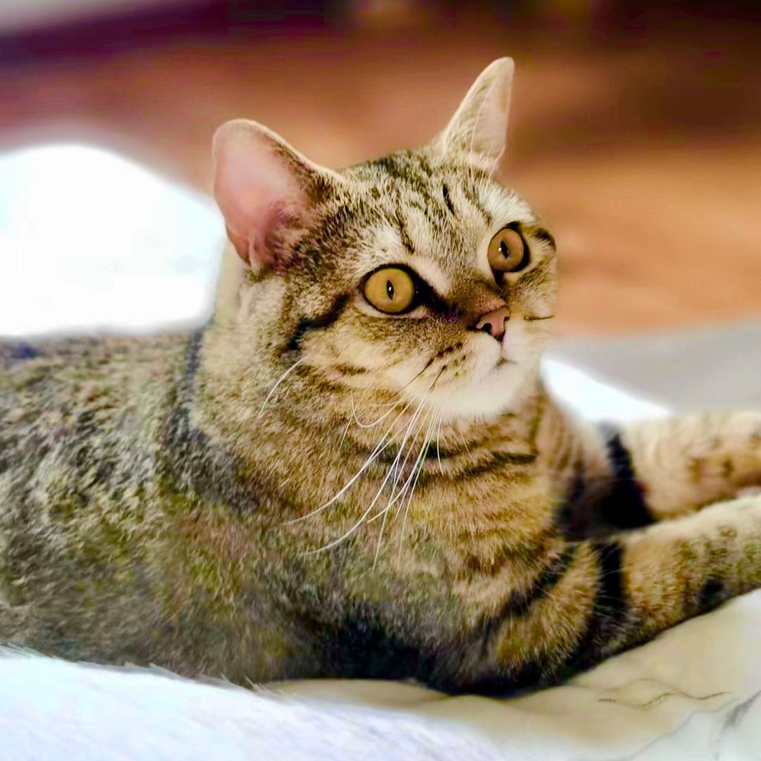 猫咪喵先生