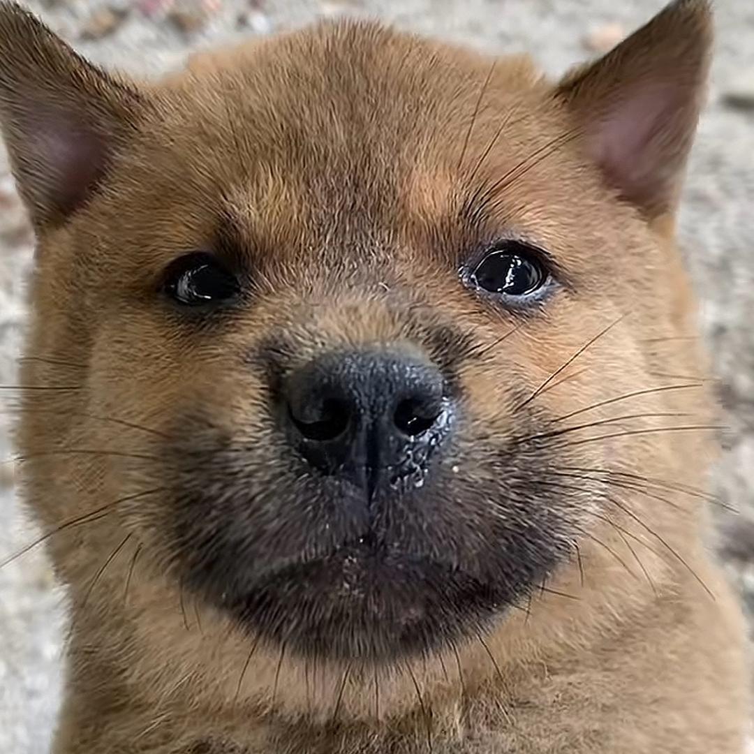 只要名字足够长就有傻子跟着念