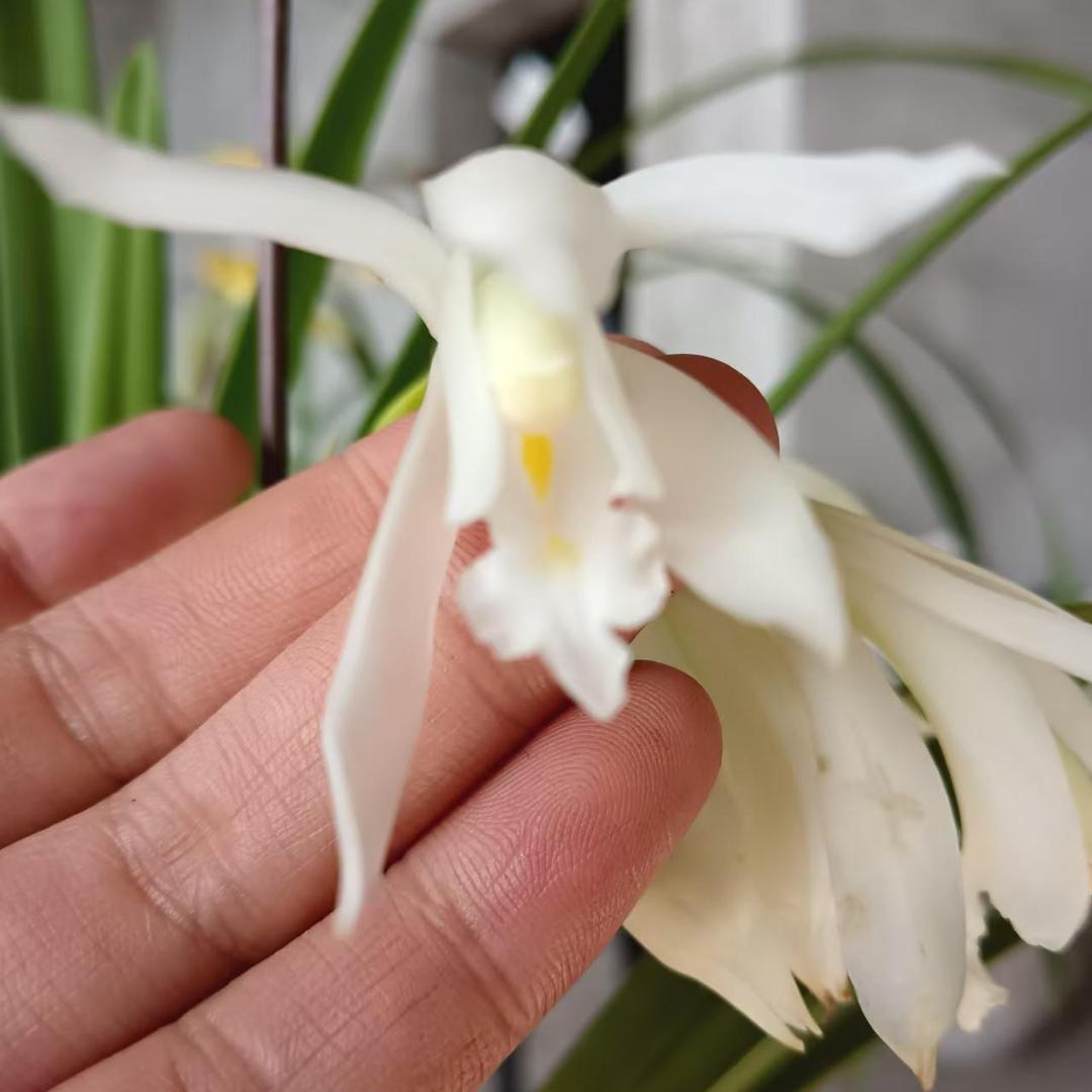 芊宁花卉