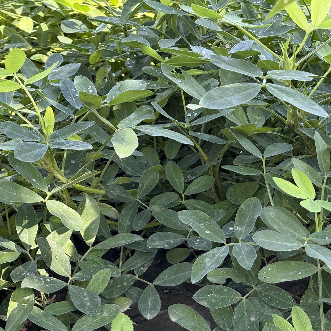 通许盼姐鲜菜小铺