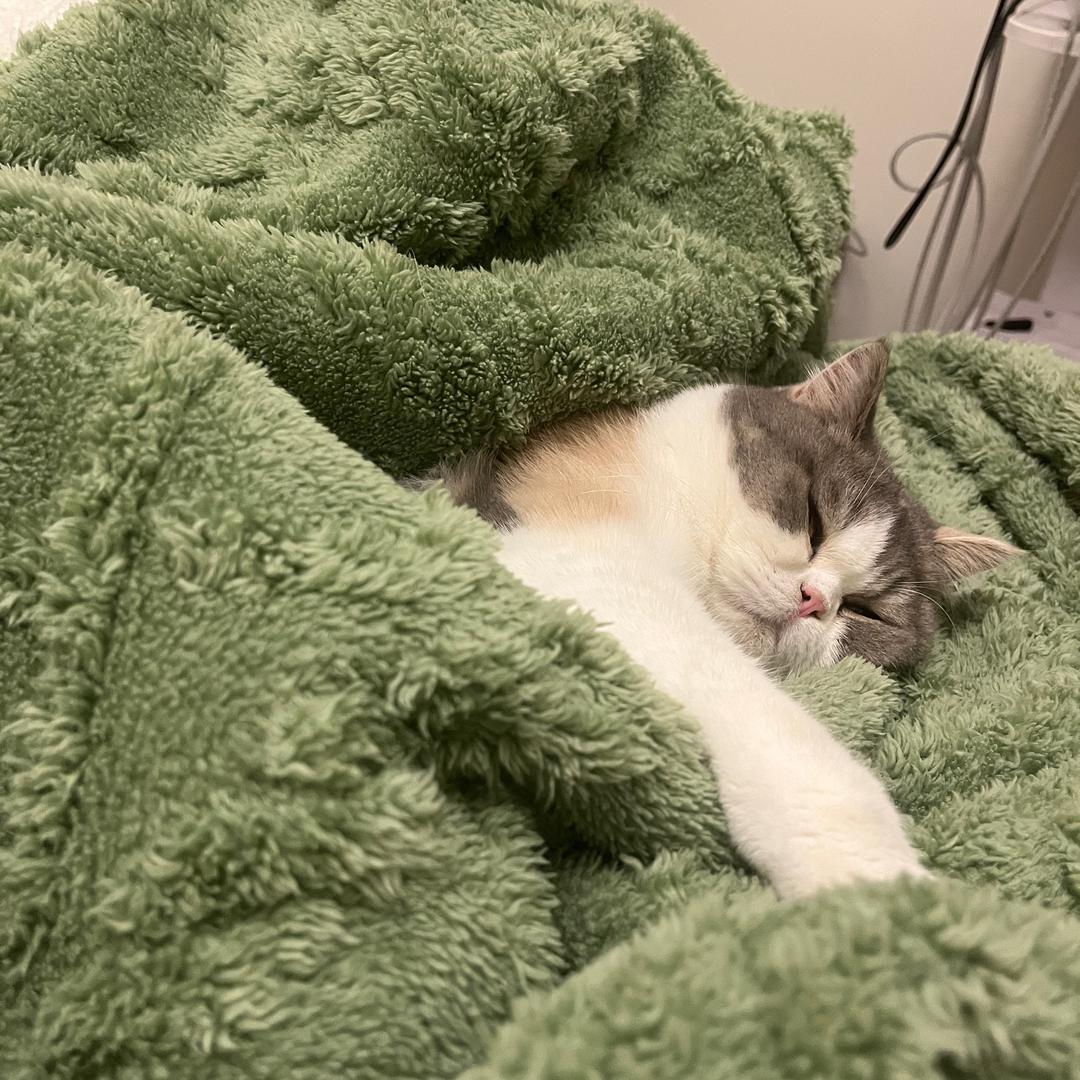 爱睡的懒猫
