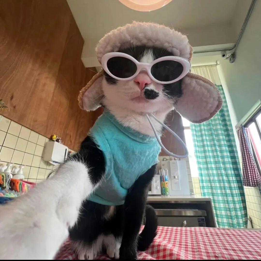 彩虹小白马🦄