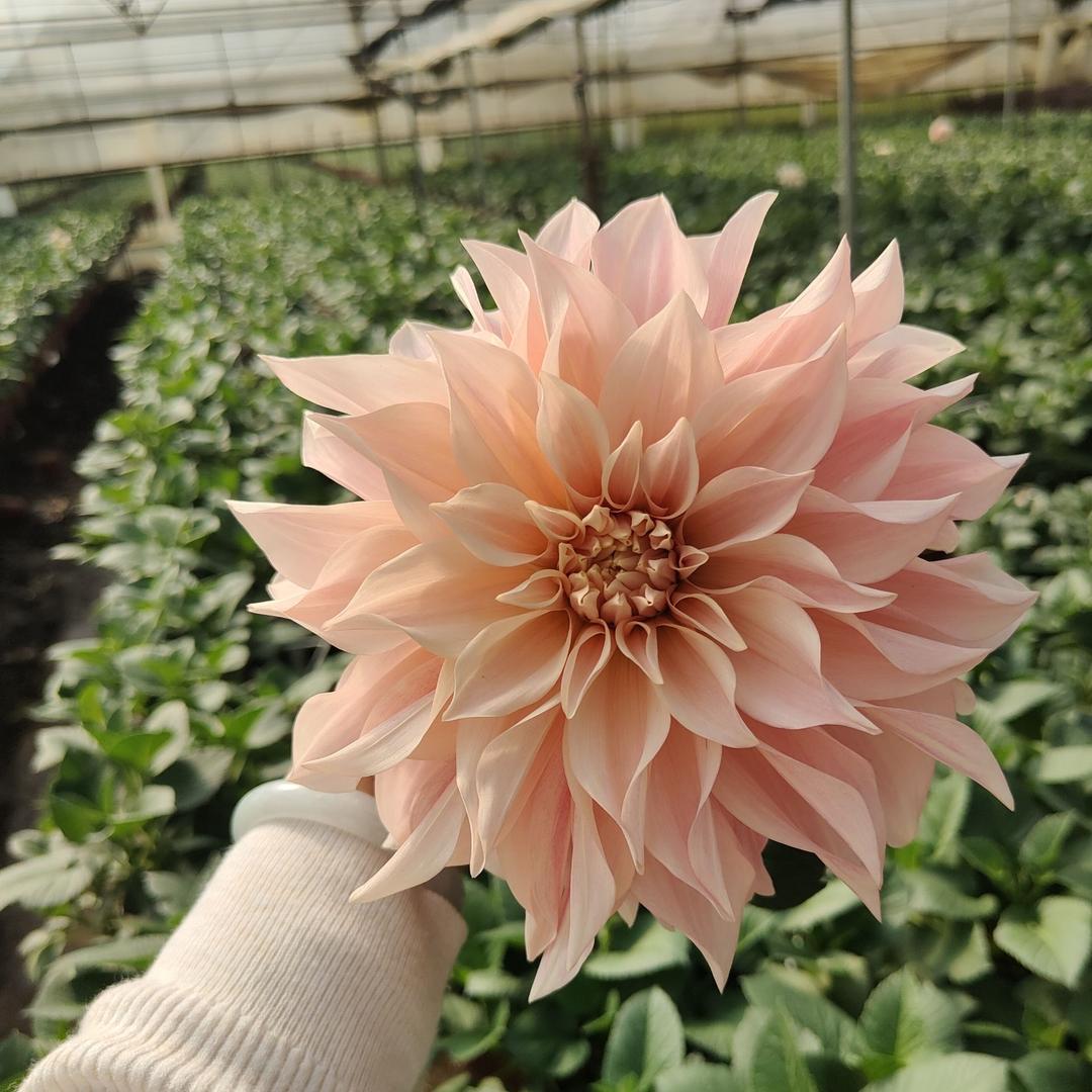 植 屿 花