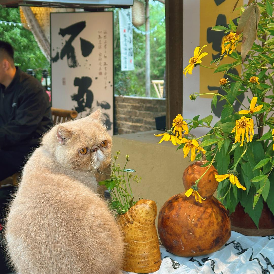 六安的院子🏡
