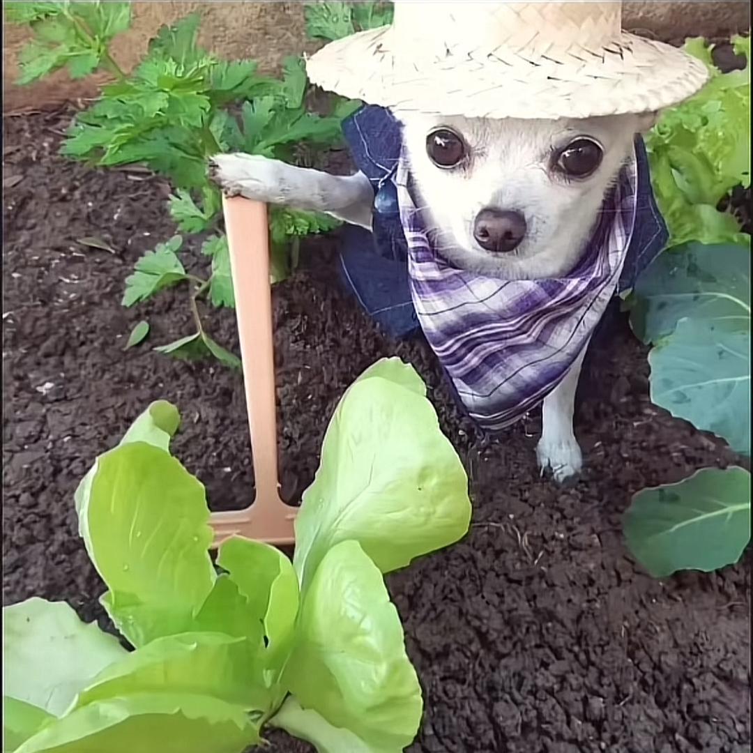 能别欺负农民了吗