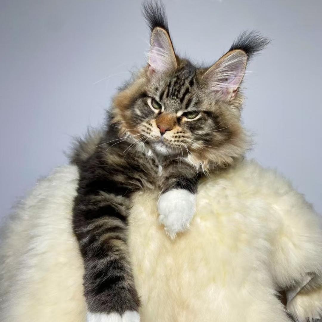 Ma哥缅因猫