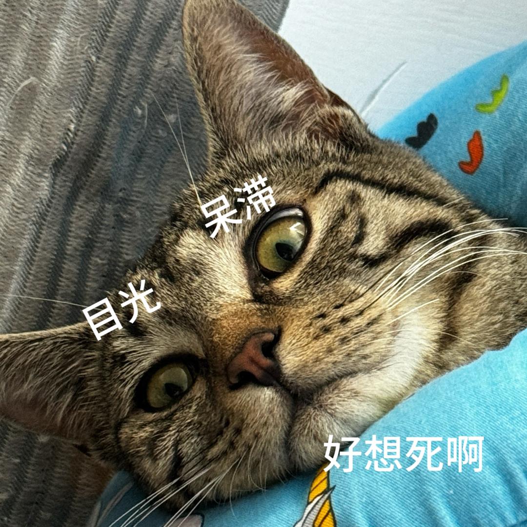 闹闹别闹（冲500粉版）