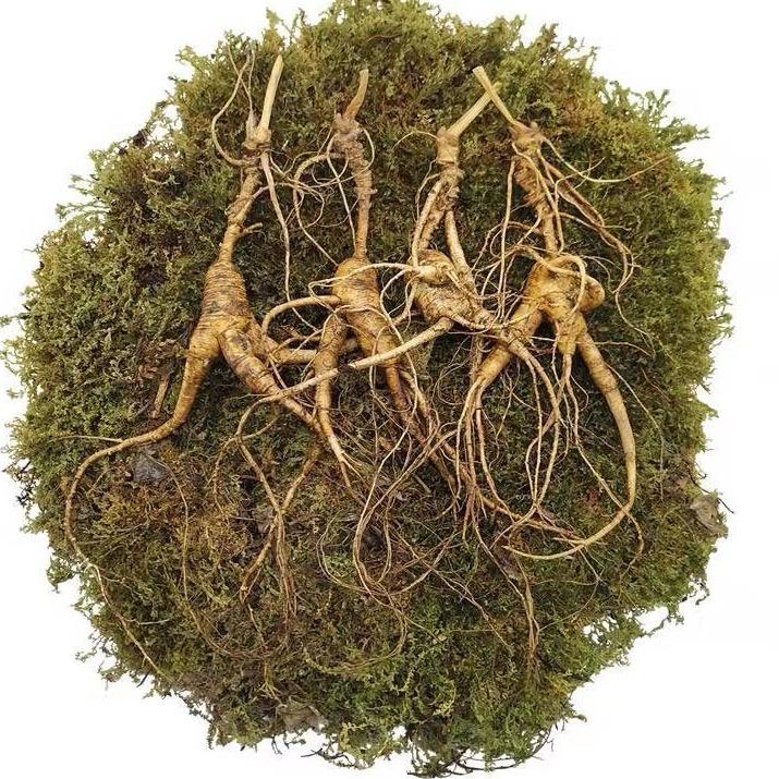 山参有幸～小雪参行