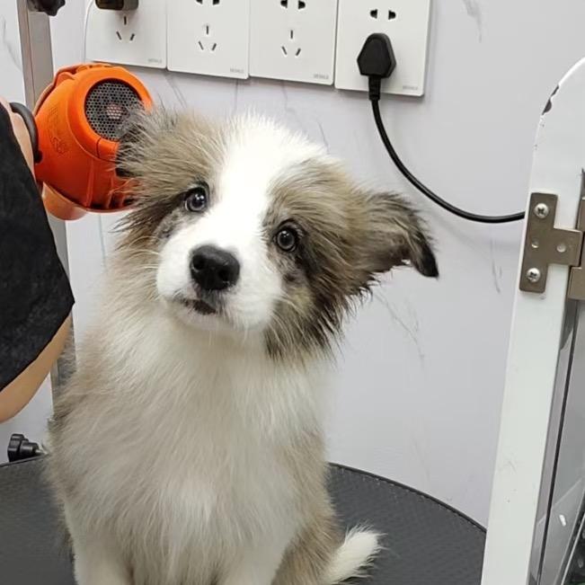 爱牧犬舍