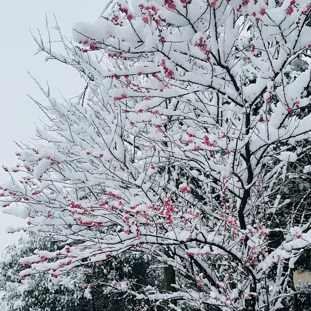 莫傲