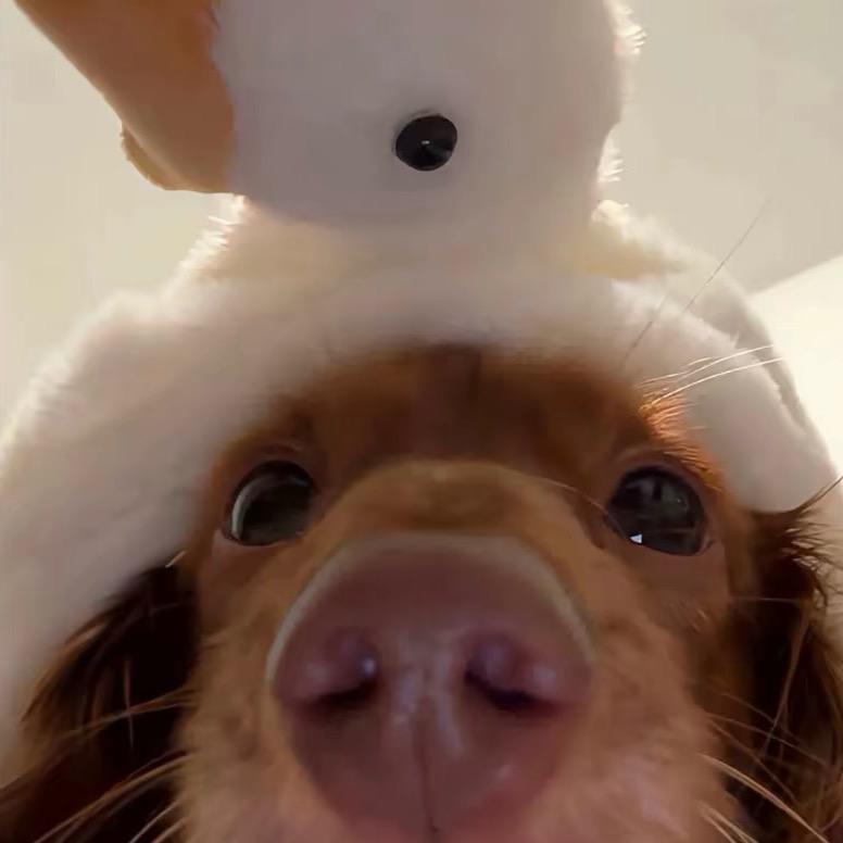 前程数码小王王