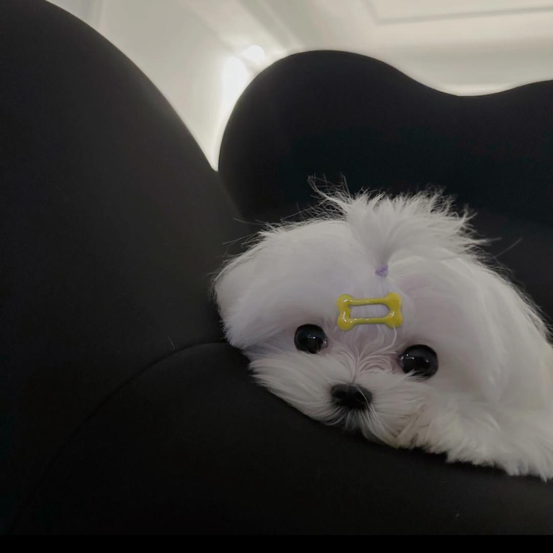 王蛋儿
