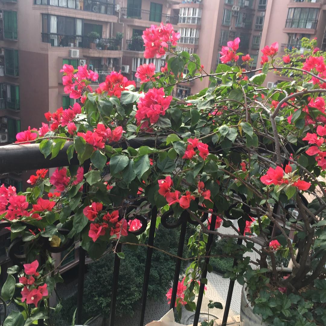 你莫笑头像