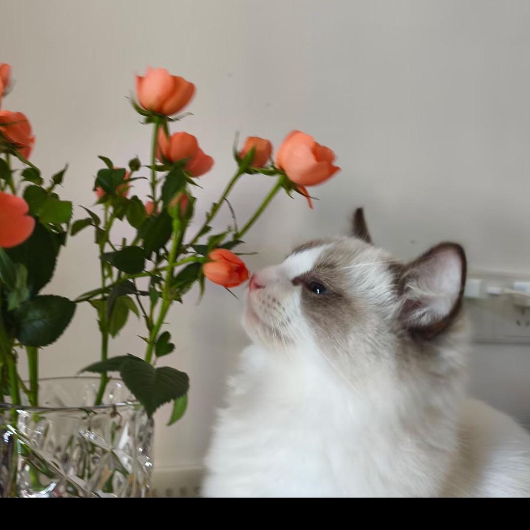 七七是只猫