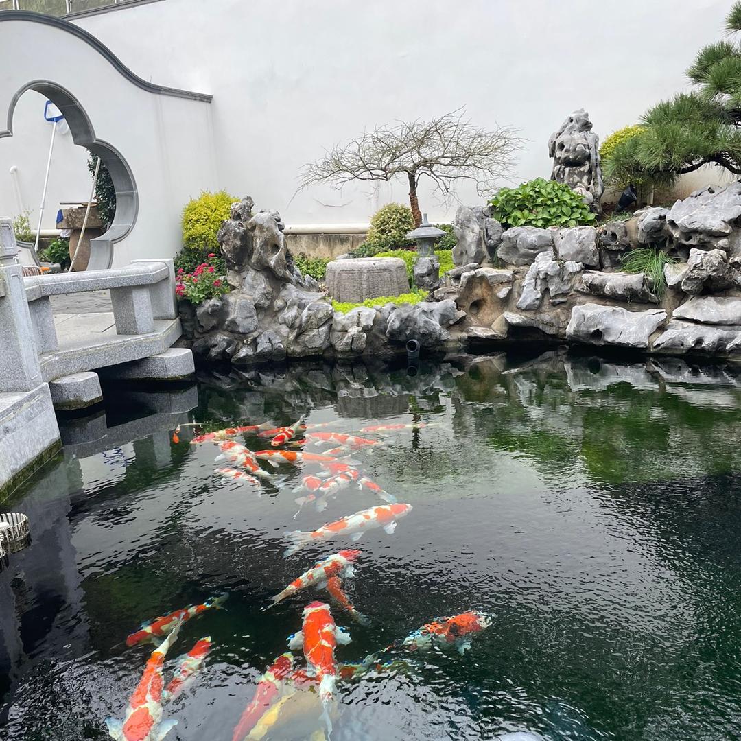 杭州铭城锦鲤鱼池花园设计
