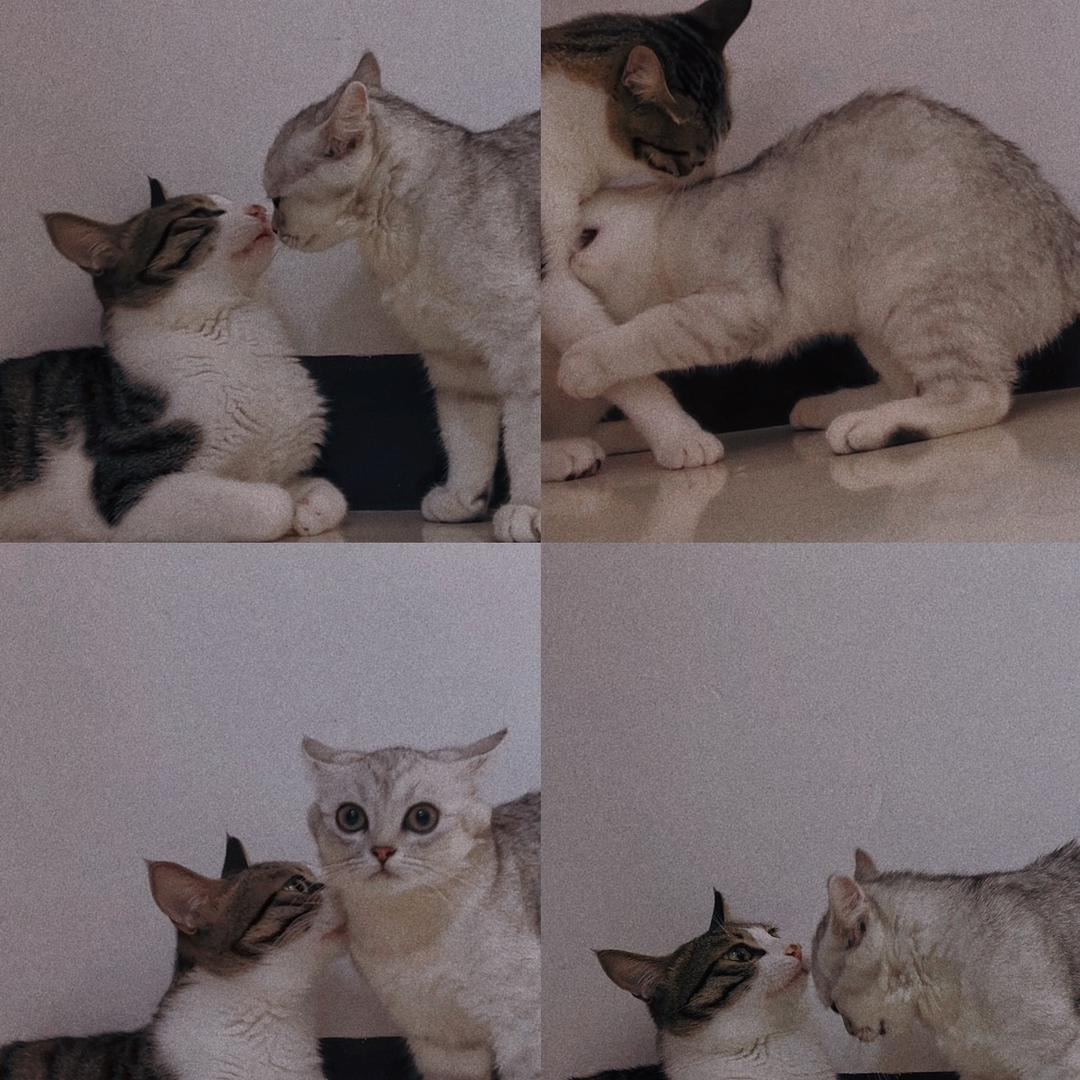 张花花儿