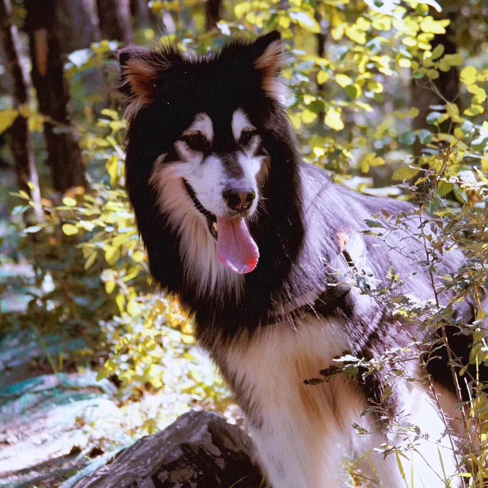 🐩托尼佳（宠物专属）