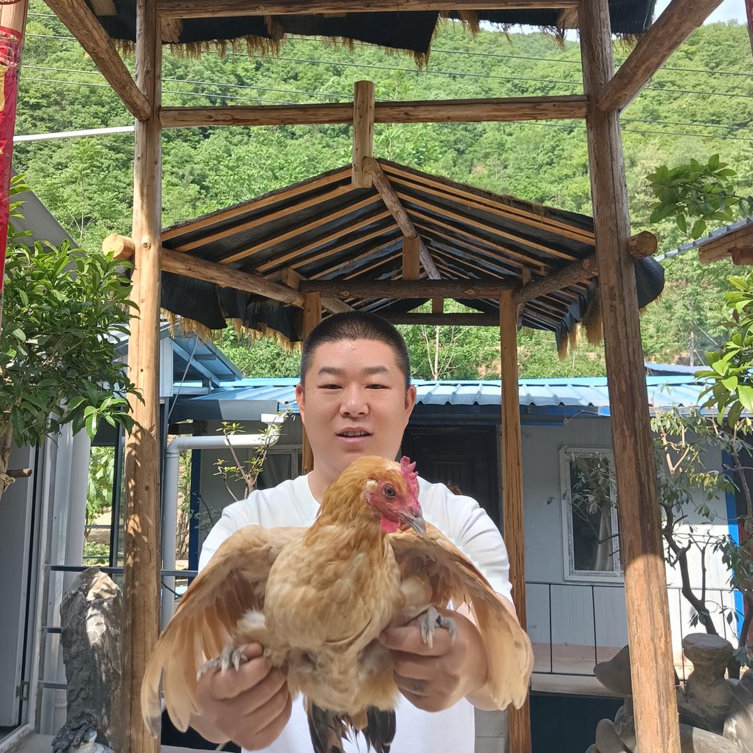 🐔鸡不可失（老品种土鸡）