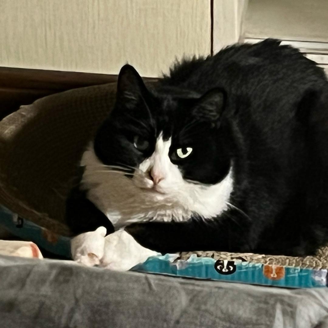 无敌的猫