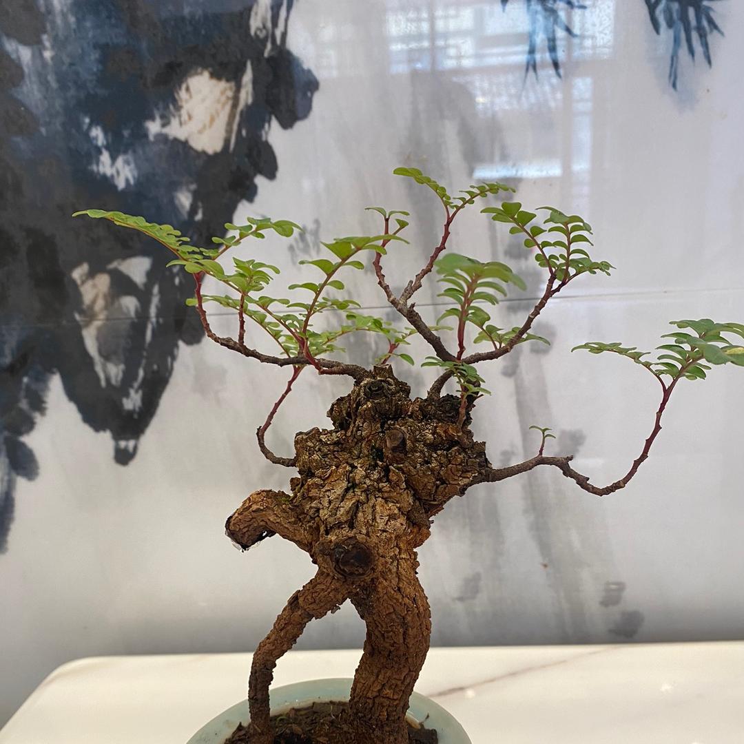 @鑫翔苗木花卉园