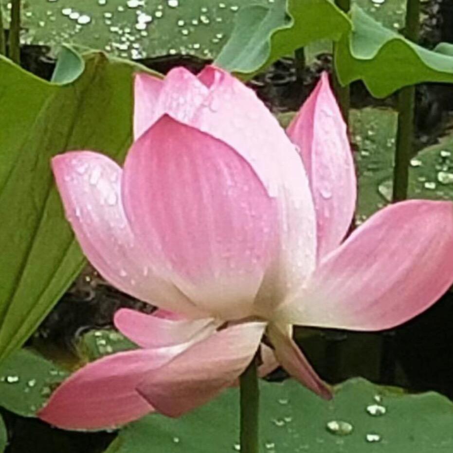 紫涵（王桂萍）