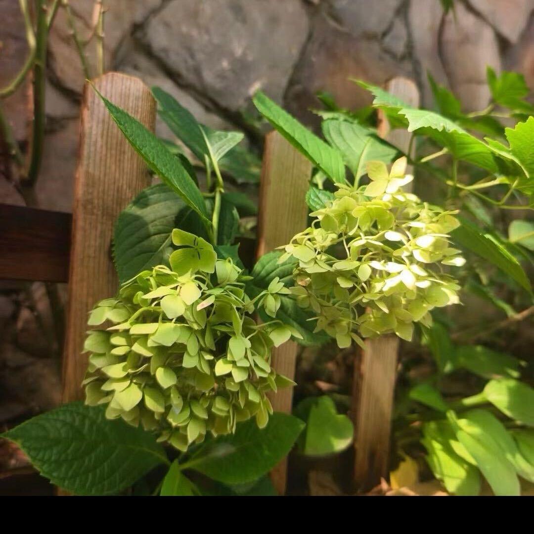 潜江黛妮小米老师(纹绣眉眼唇纹发，斑疣)