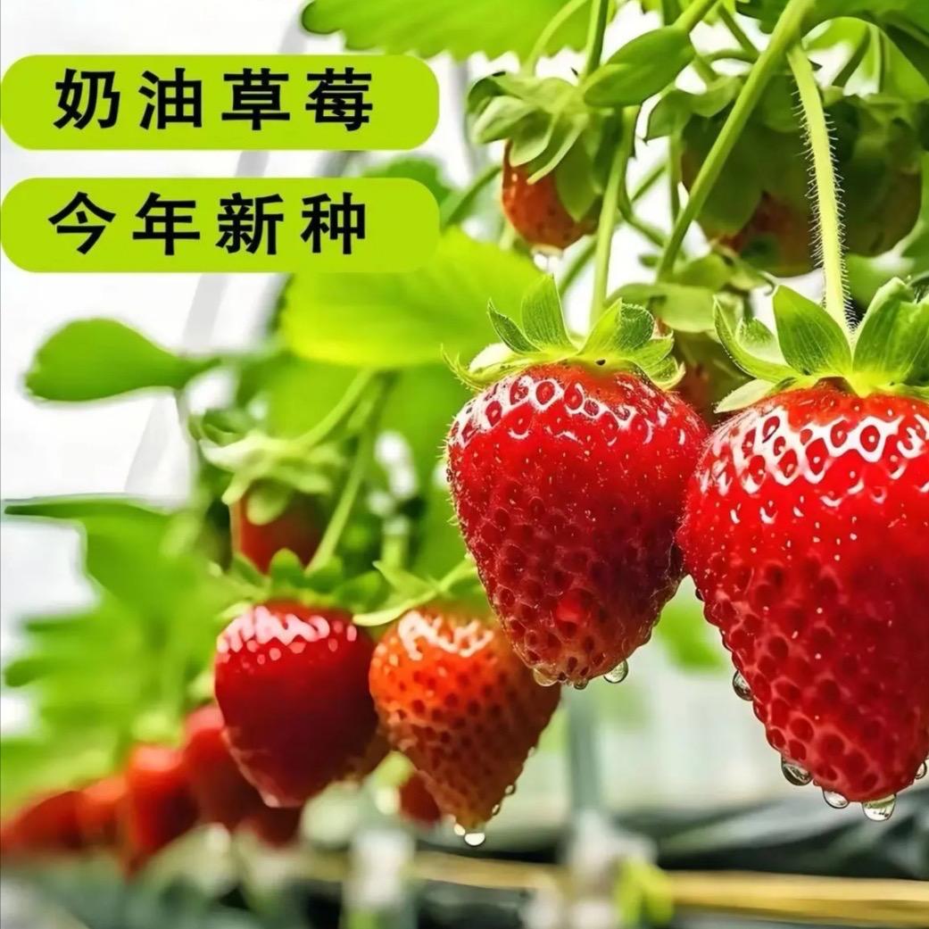 萍园艺日用品严选小铺