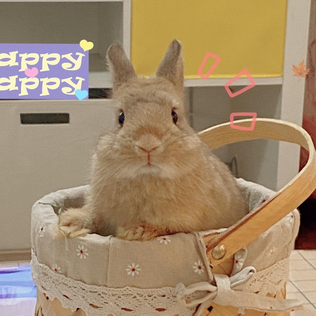 干饭兔饭饭🐰