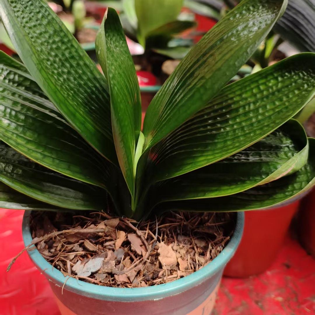 刘宝君子兰种植中心