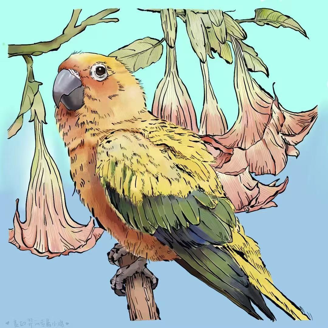 如鸳